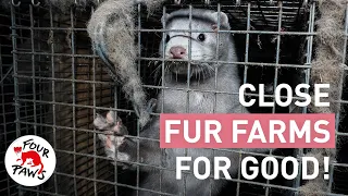 #FurFreeEurope: It's Time to End Fur Farming in Europe