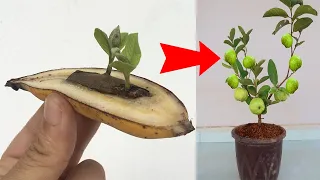Technique of using green bananas to propagate guava trees, stimulating super fast fruit production
