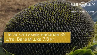 Пегас Оптимум насипав 35 ц/га. Вага мішка 7,8 кг.