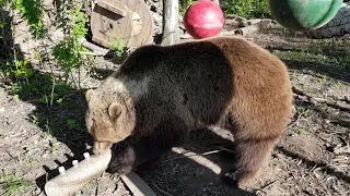 Как начинаются возилки с медведем?