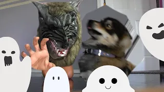 WOLF MASK Prank on Husky!