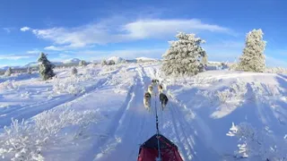 360º Dogsledding in the Yukon