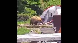 Sleeping man gets scared by a bear, bear gets scared by man