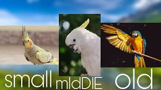 Cockatiels VS Cockatoo VS Macaw OH IS THE BEST?