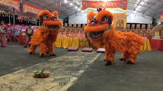 雷勇龙狮运动学院 Lei Yong Lion Dance Cai Qing Performance at Sheng Feng Tan 8 June 2023