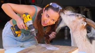 I built a giant seesaw for my baby goats (they were not helpful)