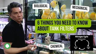 6 Things you need to know about fish tank filters | Sponge filter, Marine Pure Block, Canister, Sump