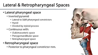 Larynx and Pharynx LO - Pharyngeal Fasciae and the Retropharyngeal Space