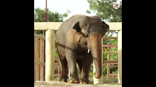 #FreeKaavan 🐘: An elephantastic new life!