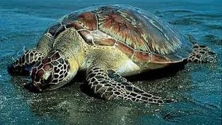 Sea Turtles Documentary HD - National Geographic Wild 2015 Turtles vs Tortoises Attacks