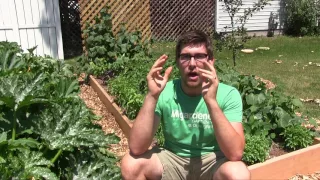 5 Ways To Keep Your Garden Stress Free During A Heat Wave
