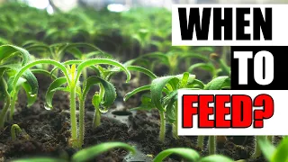 When To Feed Seedlings - Garden Quickie Episode 126
