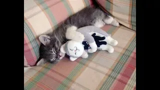 PROOF THAT CATS ARE THE BEST!!! - Cats That Like Hugs Compilation