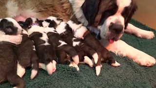 les bébés de Shanell x Ralf à 2 semaines , le biberon , élevage Saint Bernard du Mas de Jalnot