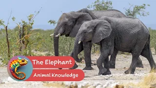 Animal Knowledge - The Elephant