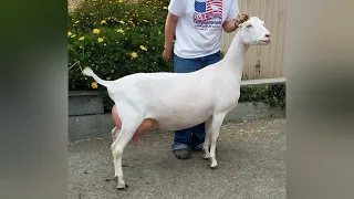 порода коз ламанча🐐