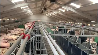 1200 sows, 4 groups with Automatic condition scoring, automatic heat detection and DATA (prop 12)