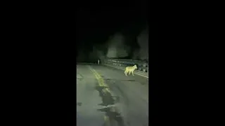 Wolf Pack Caught Crossing Highway in Yellowstone || ViralHog