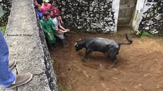 Marcação Do Gado - Ganadaria JAF - Ilha Terceira - Açores - Portugal