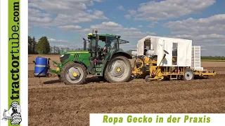 Kartoffeln pflanzen mit der Ropa Gecko in der Praxis