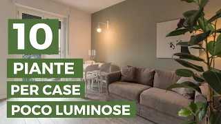 10 PIANTE per case POCO luminose