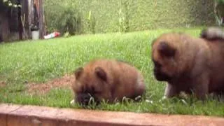 Puppies AYRAN HONG CHOW CHOWS out of THUNDER and TESS