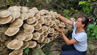 Harvesting wild mushrooms, taking care of wild boars - green forest farm