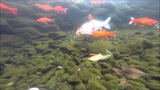 OpenROV Explores Our Pond