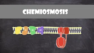 Chemiosmosis | Biochemistry