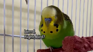 Happy Bird! - Boba the Budgie - Talking Parakeet