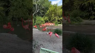 Flamingos are back in the front street lagoon @SanDiegoZoo #sandiegozoo #flamingo #animals #wildlife