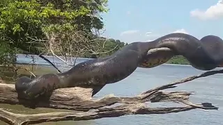 Anaconda gigante tomando sol em rio na Amazonia