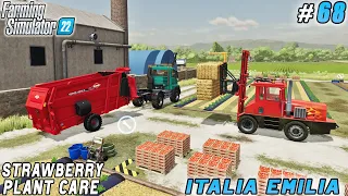 Strawberry Plant Care, Sowing Wheat with Hatzenbichler Air Seeder | Italian Farm | FS 22 | ep #68