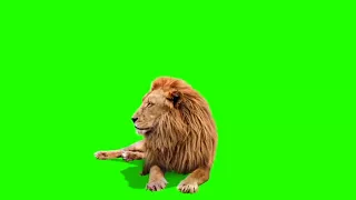Male Lion   Best Green Screen  Download Link  HD