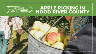 Apple picking in Hood River County in Oregon
