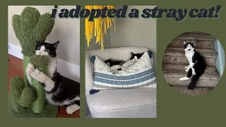 i adopted a stray cat!