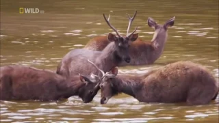 [Nat Geo Wild] Wild Thailand HD