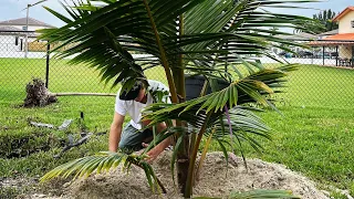 Biggest Mistakes Planting Coconut Trees