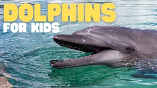 Dolphins for Kids | Learn all about this super smart animal