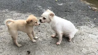 Mother dog cries after being reunited with her stolen puppy!