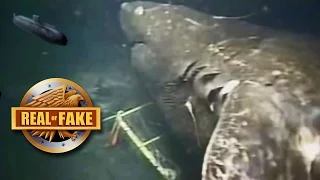 MEGALODON Caught On Camera- real or fake