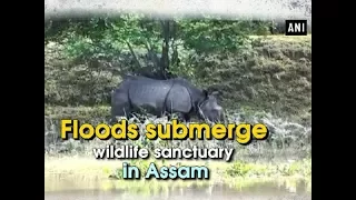 Floods submerge wildlife sanctuary in Assam - Assam News