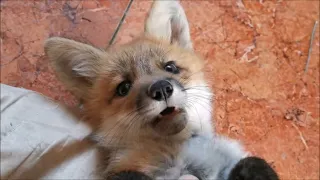 Foxie Fox Playing