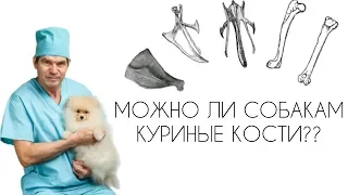 МОЖНО ЛИ СОБАКАМ КУРИНЫЕ КОСТИ ? // чем кормить / опасности питания