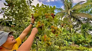 Harvesting the Sweetest Rambutan in the World: 3 Years lang, Napaka Daming Bunga!