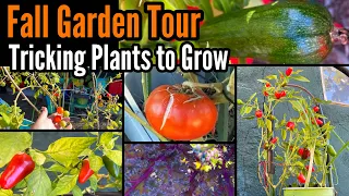 How to Grow Fall Garden Tour, Tricking Plant Growth Cucumbers Tomatoes Peppers Container Gardening