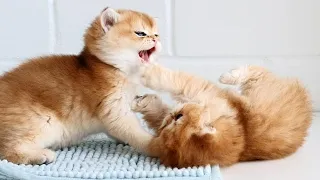 Самые милые котята в мире | Золотые британские котята Марта и Мила | 5 недель