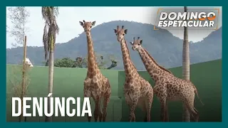 Girafas vindas da África morrem em resort de luxo no Rio