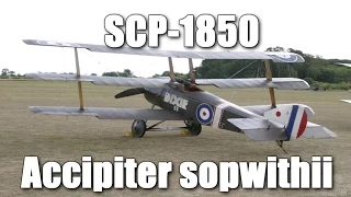 SCP-1850 Accipiter sopwithii | object class Safe