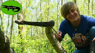 Timber Rattlesnakes..... Are They ACTUALLY The Most Dangerous Rattlesnake?......